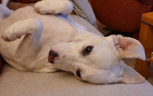 Tierschutzhündin Sina liegt entspannt auf dem Rücken und blickt ruhig in die Kamera