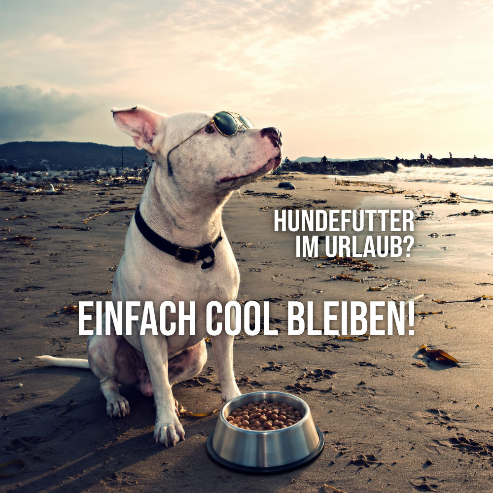 Bullterrier mit Sonnenbrille sitzt am Strand vor einer Futterschüssel und symbolisiert unkompliziertes Hundefutter im Urlaub.
