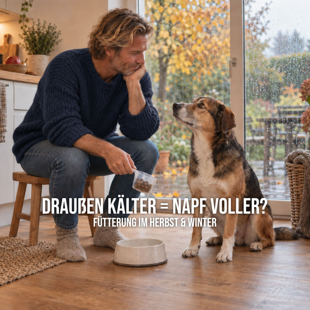 Mann mit Futtermessbecher und wartendem Hund am Napf in einer Küche, hinter der Glastür regnerisches Herbstwetter.