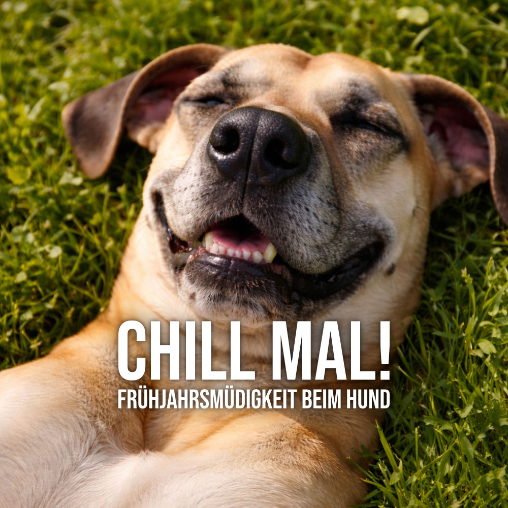 Frühjahrsmüdigkeit beim Hund