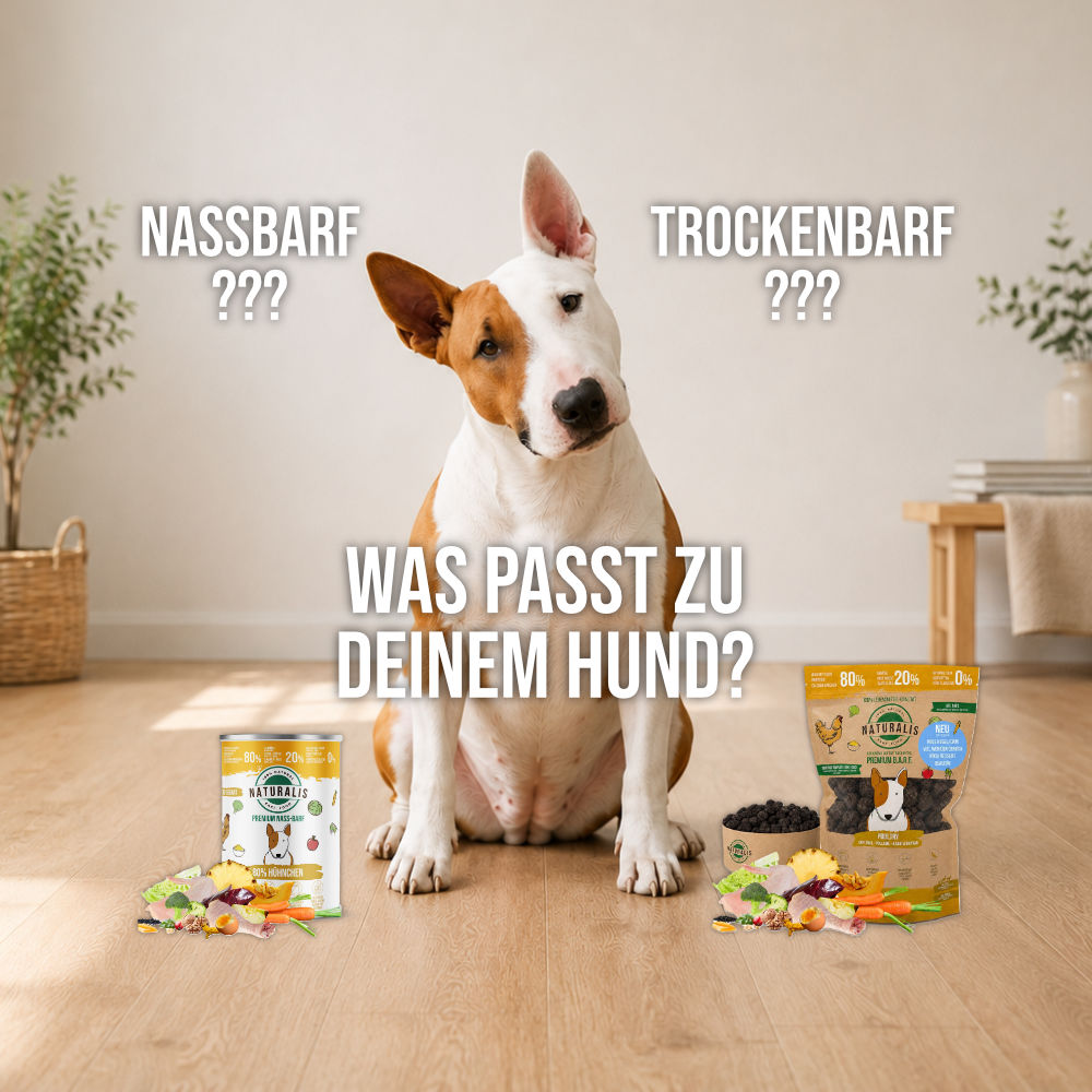 Bullterrier sitzt mit fragendem Blick und leicht geneigtem Kopf vor hellem Hintergrund. Das Bild begleitet einen Vergleich zwischen NassBARF und TrockenBARF für Hunde.