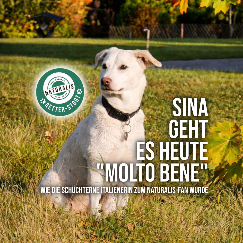 Eine Tierschutz-Hündin sitzt im Sonnenlicht auf einer Wiese - Kundenfeedback zu Naturalis TrockenBARF
