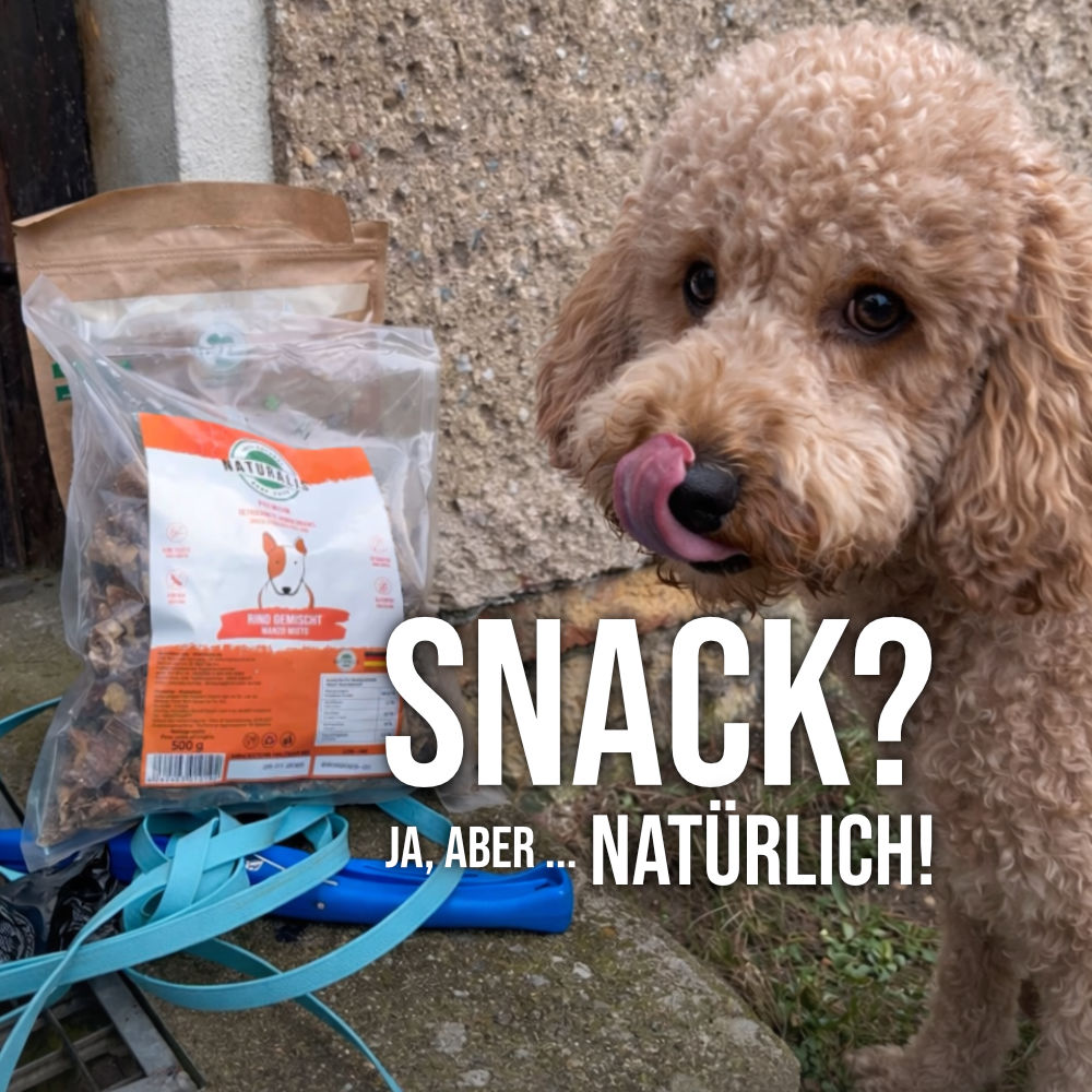 Hund schaut neugierig neben natürlichem Trockenbarf-Snack aus getrocknetem Rind, ohne Zusätze, im Alltag fotografiert.
