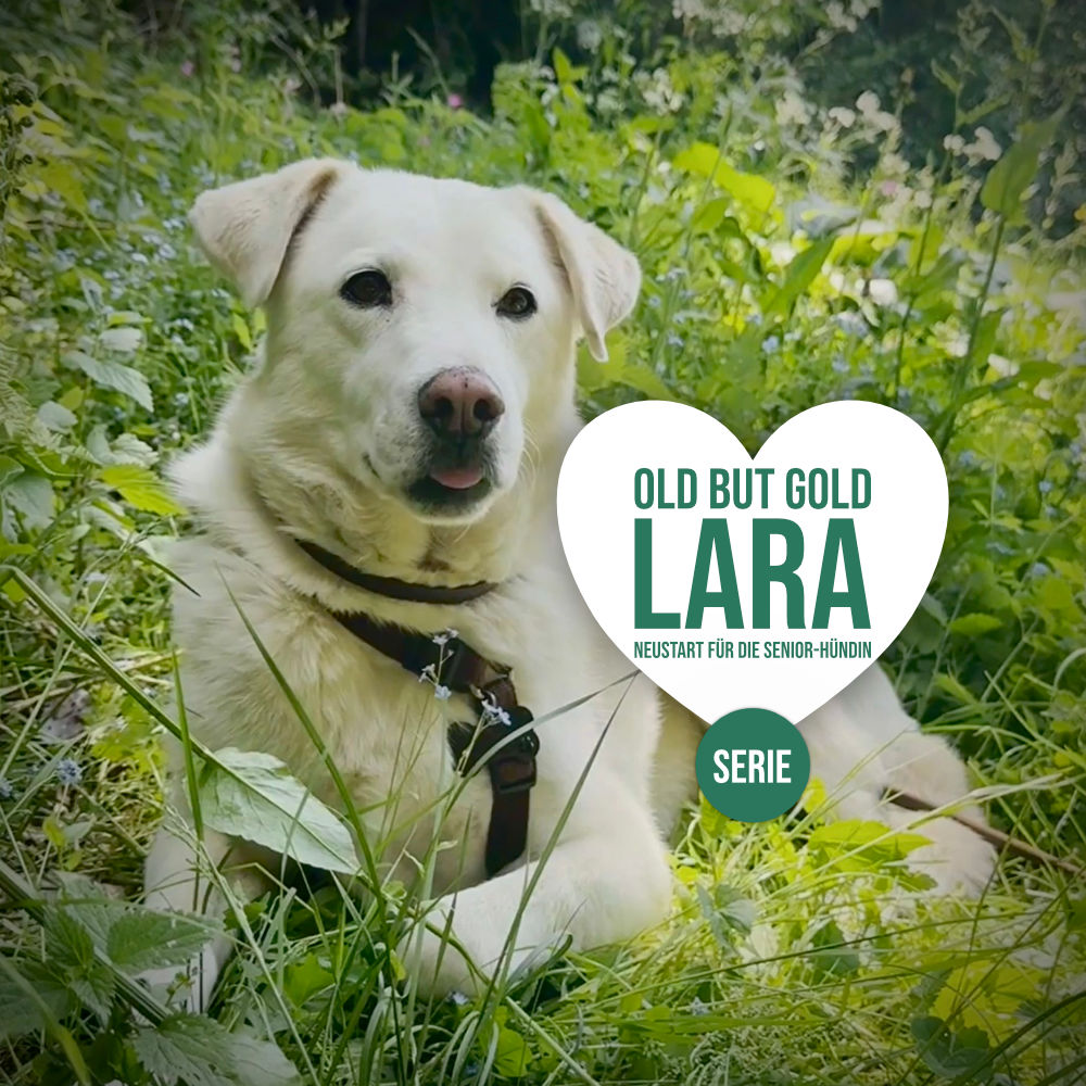 Hundeseniorin Lara, eine zehnjährige Mischlingshündin aus dem Tierschutz, liegt entspannt auf einer Waldlichtung