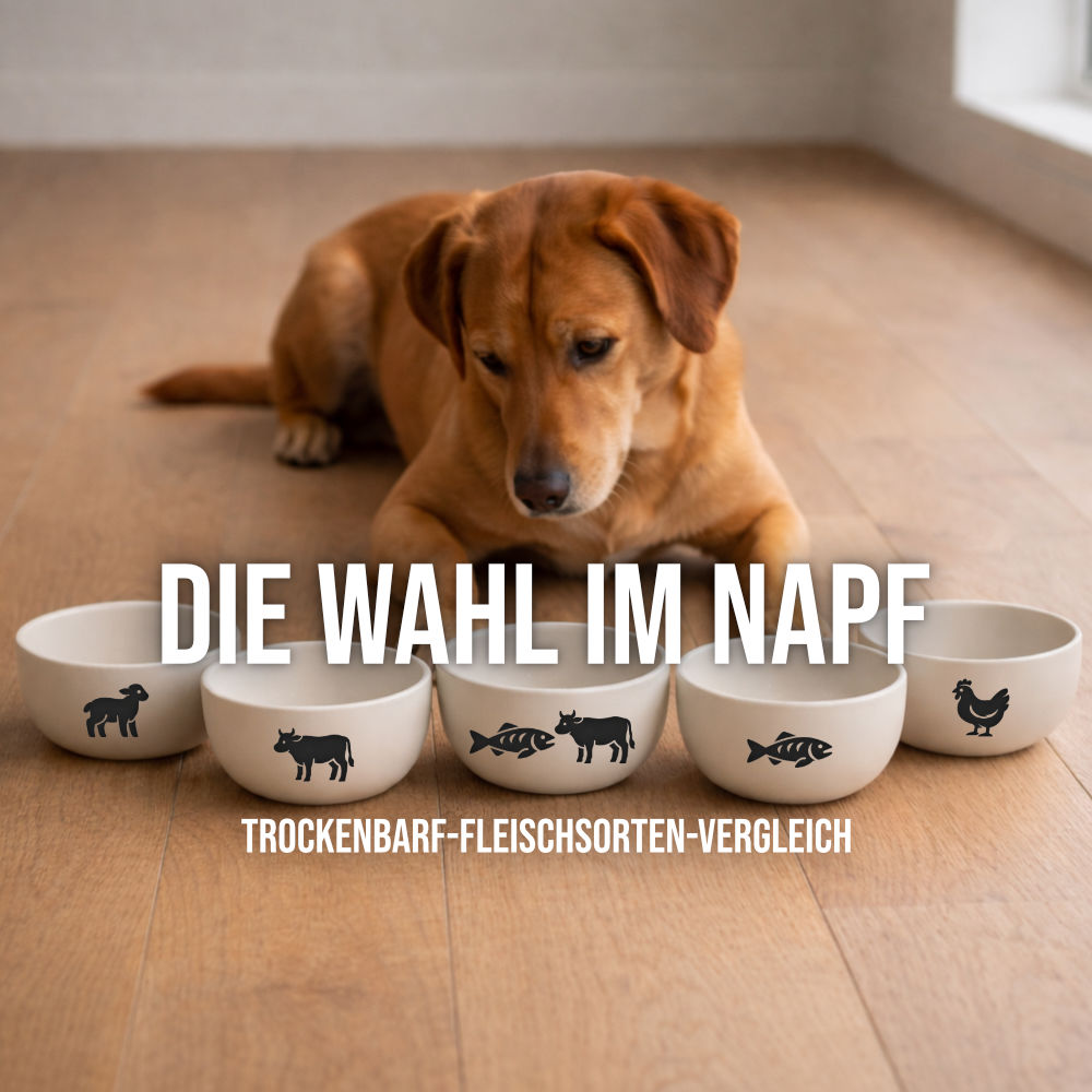 Hund liegt vor mehreren Näpfen mit Icons für verschiedene TrockenBARF Fleischsorten