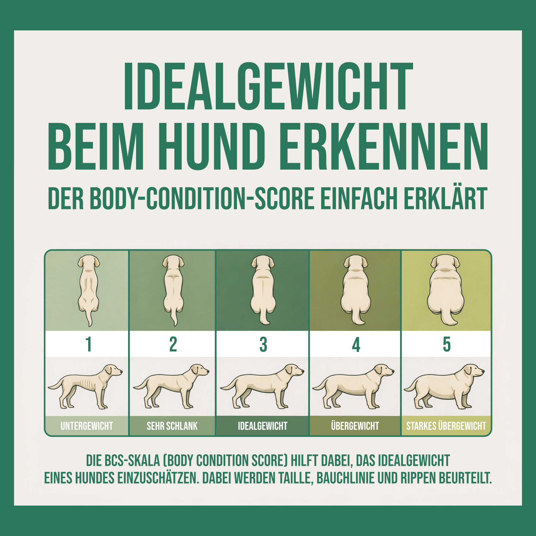 Grafik zu Body Condition Score beim Hund – Vergleich von Untergewicht, Idealgewicht und Übergewicht