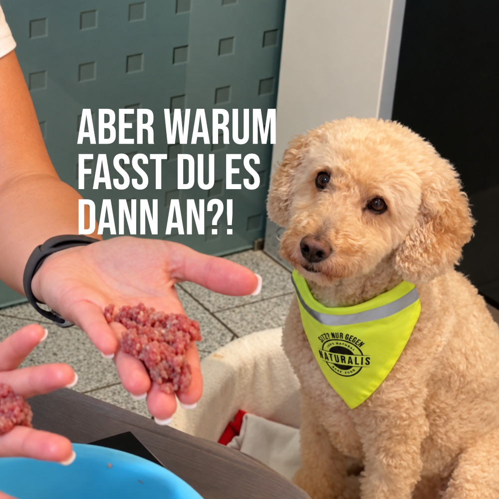 Hund neben einer Hand mit rohem Fleisch, Symbolbild für BARF ohne rohes Fleisch anzufassen und alternative Fütterungsmöglichkeiten