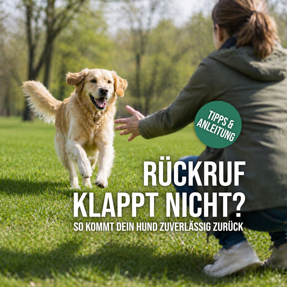 Hund läuft freudig zum Halter beim Rückruftraining im Park