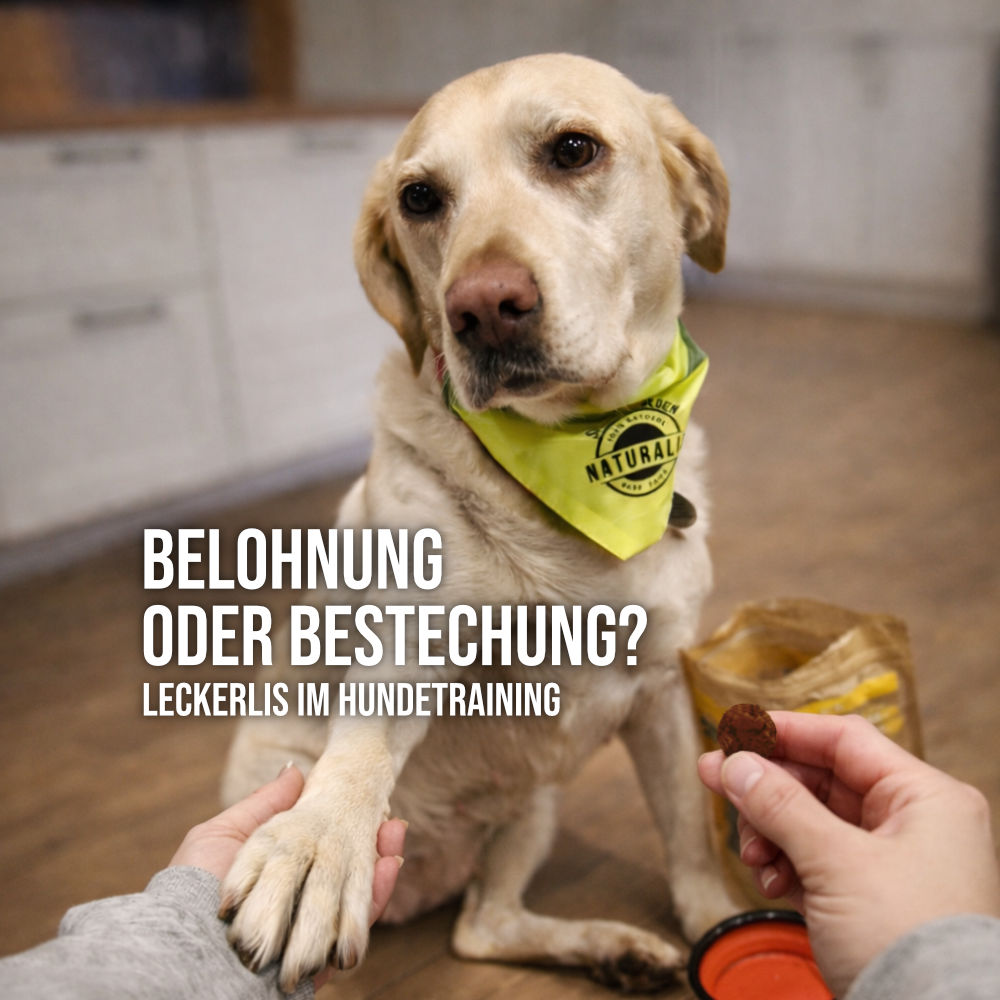 Hund gibt seinem Halter beim Training die Pfote und wird mit einem Leckerli belohnt.