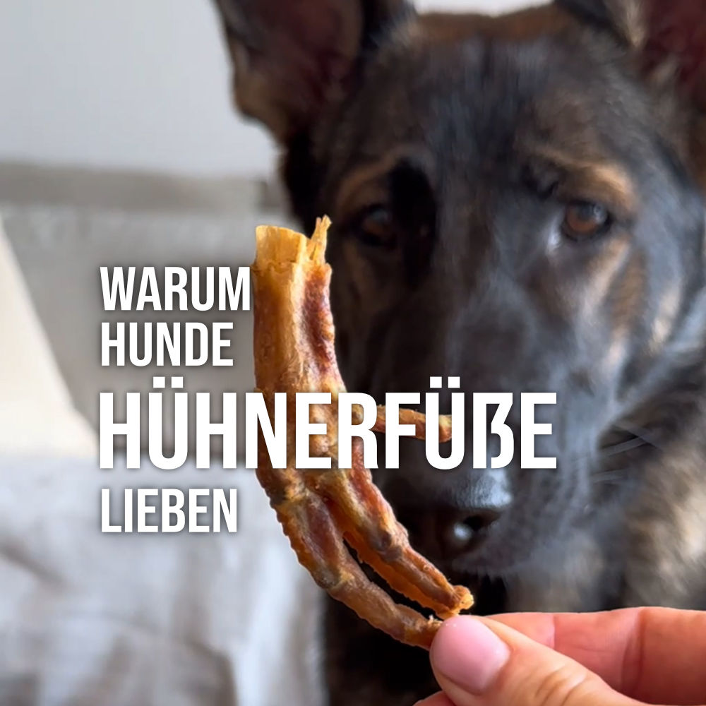 Hund beobachtet neugierig einen getrockneten Hühnerfuß als Snack