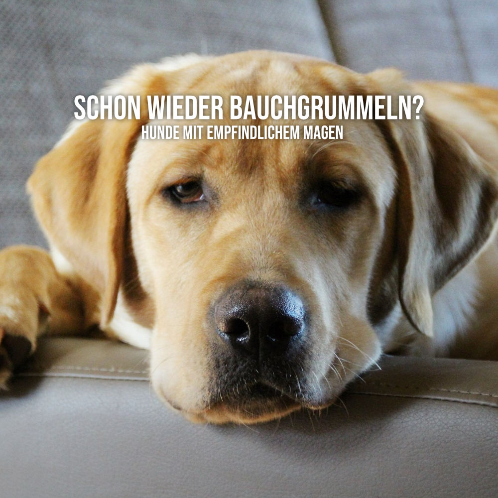 Labrador liegt auf einem grauen Sofa, den Kopf auf der Sitzfläche abgelegt, und schaut zur Kamera.